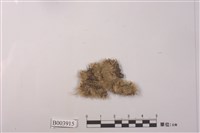 藏品(包氏白髮苔)的圖片